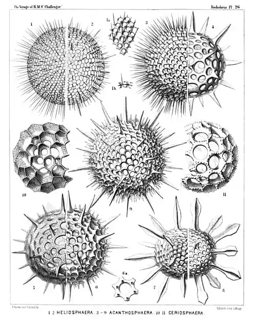 Plate 26.