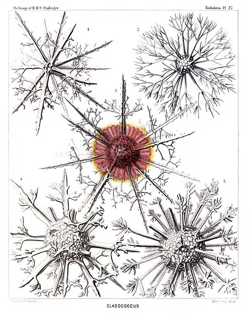 Plate 27.