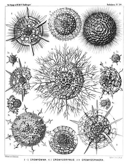 Plate 30.
