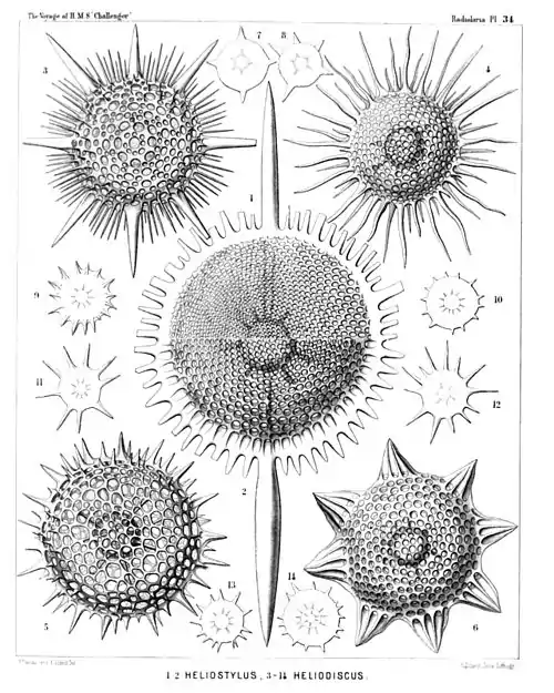 Plate 34.