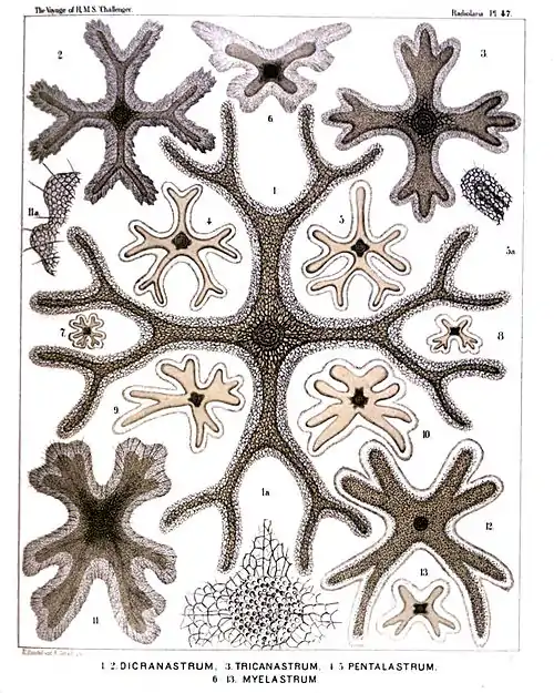 Plate 47.