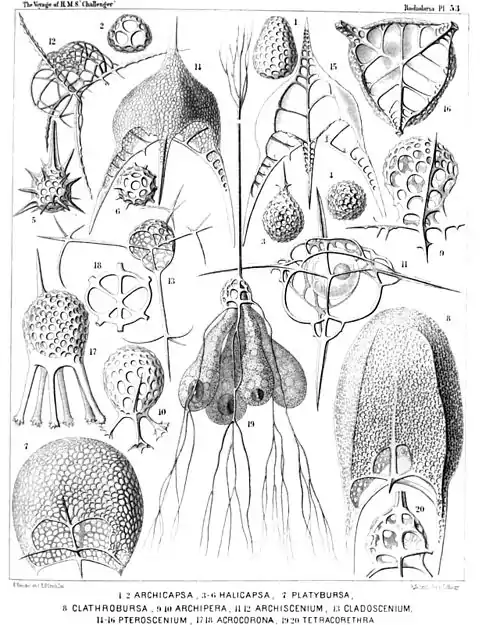 Plate 53.