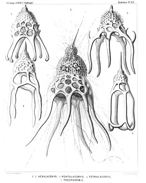 Plate 65.