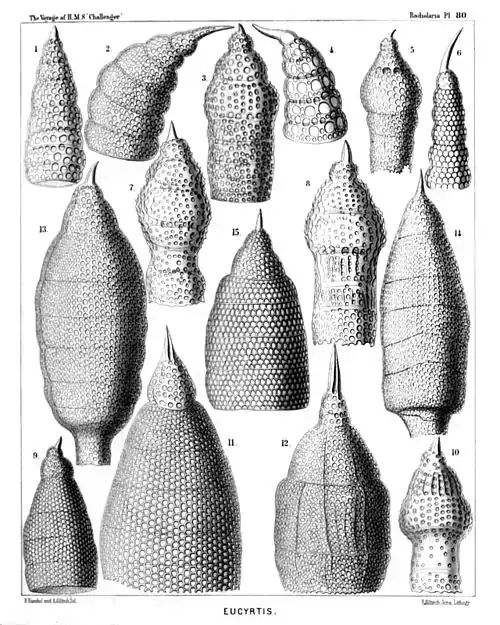Plate 80.