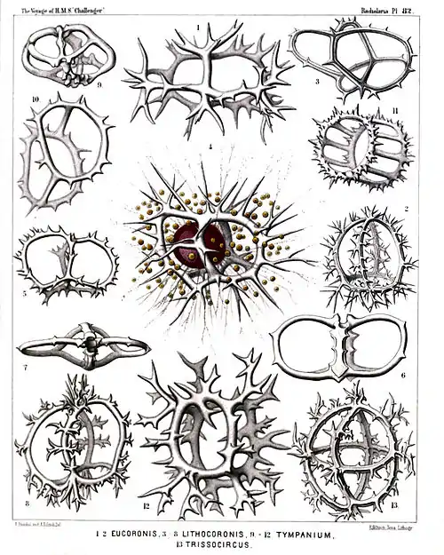 Plate 82.