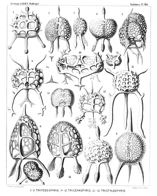 Plate 84.