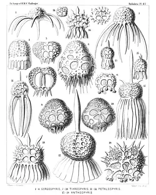 Plate 87.