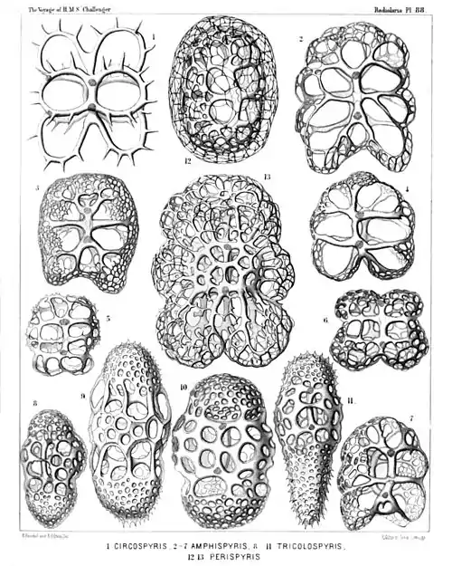 Plate 88.