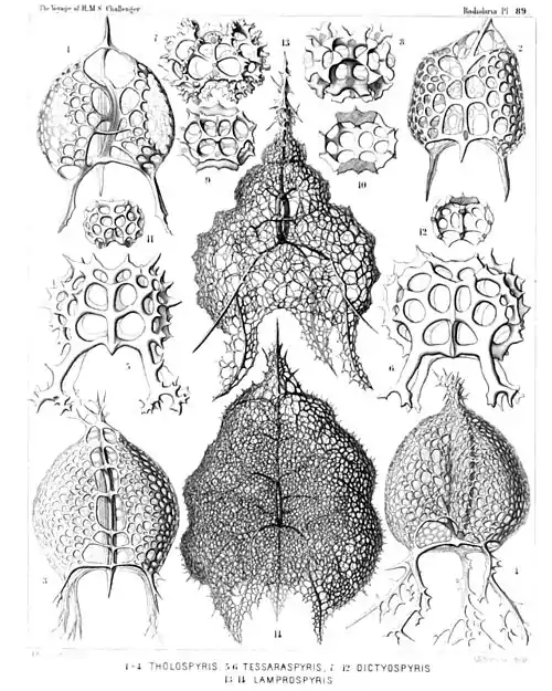 Plate 89.
