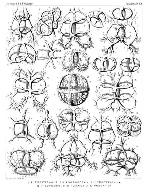 Plate 93.