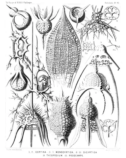 Plate 97.