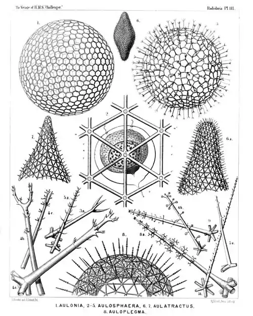 Plate 111.