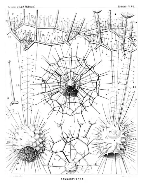 Plate 112.