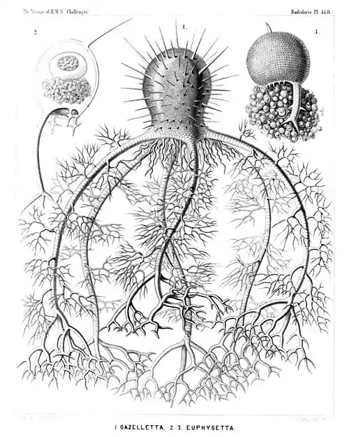 Plate 118.
