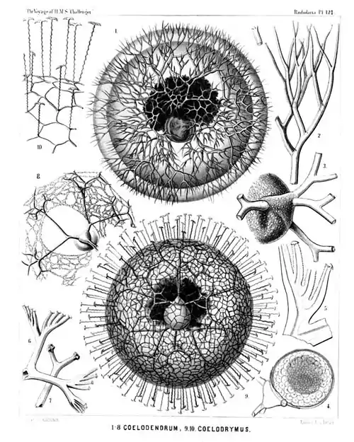 Plate 121.