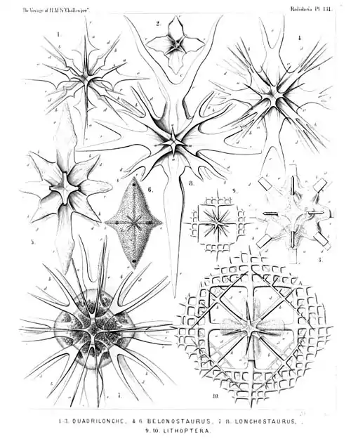 Plate 131.
