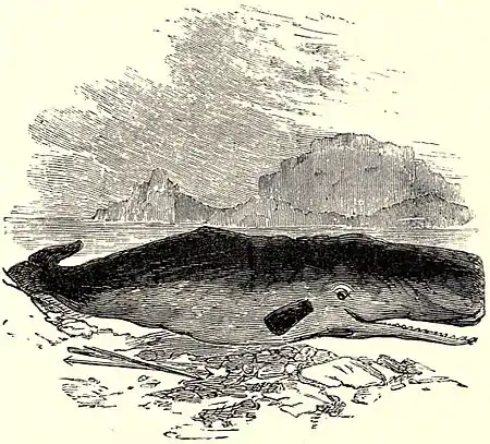 SFR b+w - cachalot-whale.jpg