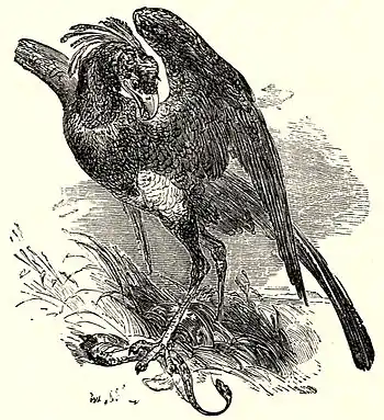 SFR b+w - secretary bird.jpg
