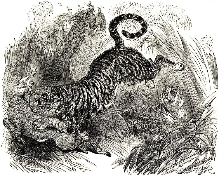SFR b+w - tiger.jpg