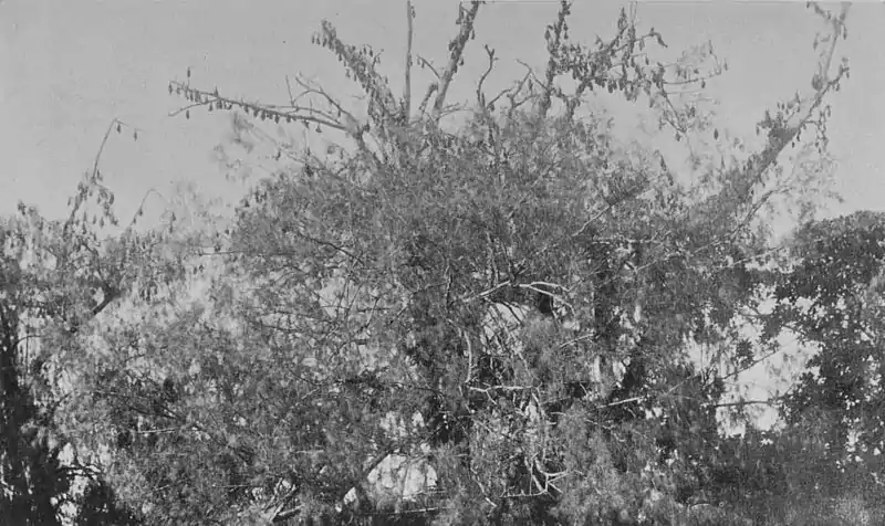 Flying Foxes