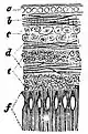Spectropia, or, Surprising spectral illusions pg 14b.jpg