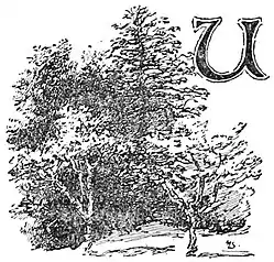 U