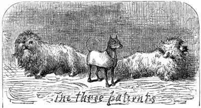 the three patients