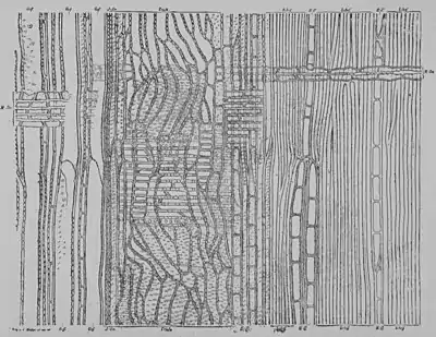 The Oak (Marshall Ward) Fig 14.jpg