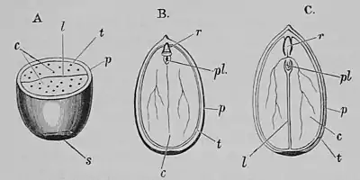 The Oak (Marshall Ward) Fig 2.jpg
