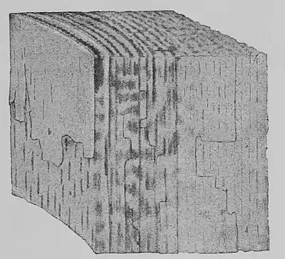 The Oak (Marshall Ward) Fig 43.jpg