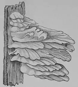 The Oak (Marshall Ward) Fig 46.jpg