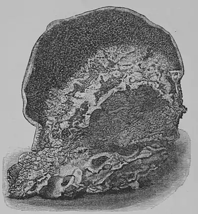 The Oak (Marshall Ward) Fig 50.jpg