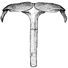 The Osteology of the Reptiles p127.png