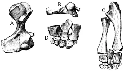 The Osteology of the Reptiles p160.png