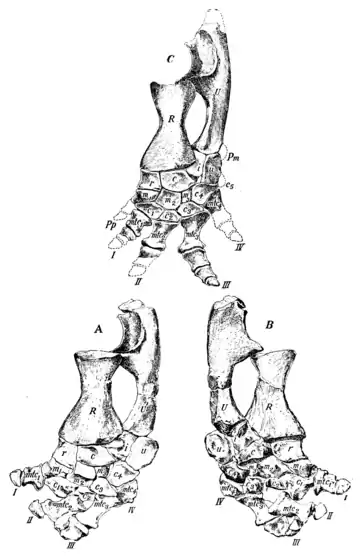 The Osteology of the Reptiles p168.png