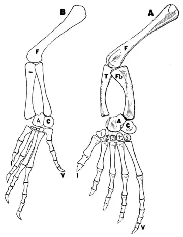 The Osteology of the Reptiles p186.png