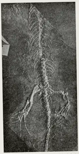 The Osteology of the Reptiles p216.png