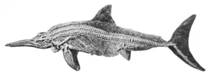 The Osteology of the Reptiles p257 Fig-177.png