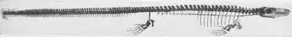 The Osteology of the Reptiles p273.png