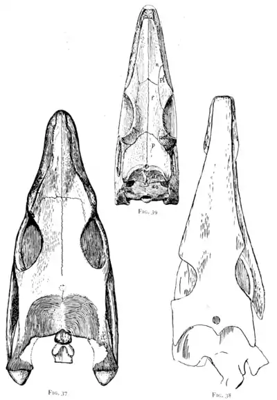 The Osteology of the Reptiles p49.png