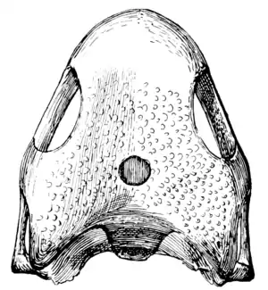 The Osteology of the Reptiles p51 Fig-41.png