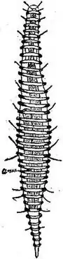 Tricoma elongata Britannica Desmoscolecida.jpg