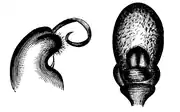 Wood 1865 Myriapoda of North America 53-54.png