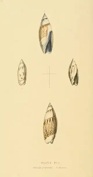 Plate 58.