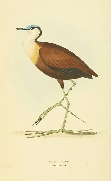 Plate 6.