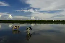 海拉尔_哈克_牛家部落_大漠