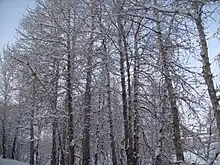 阿勒泰大雪桦林公园