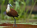 African Jacana