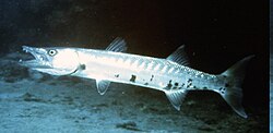 Large solitary Baraccudas can often be seen swimming inside Cobblers Reef not far from the swimming beaches.