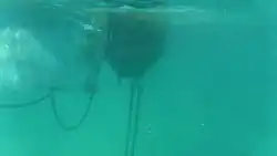 Boom and Chain under water